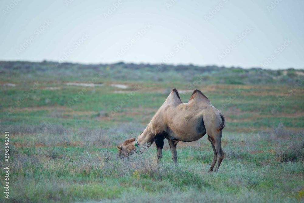 Fototapeta premium A brown camel walks and eats in the steppe