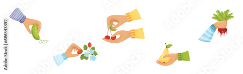 Harvest with Hands Pick and Carry Ripe Crops Vector Set