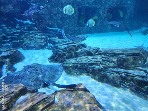 Manta Aquarium Seaworld Orlando Water Natural landscape Landscape Formation photo