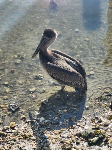 Bird Ecoregion Beak Brown Pelican Feather Pelican