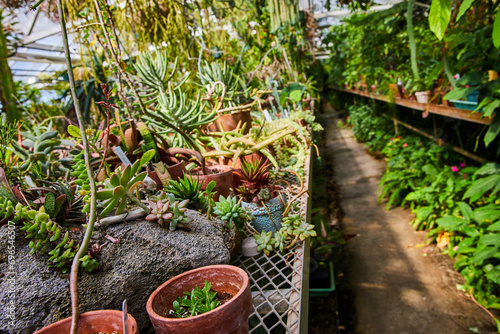 Verdant Greenhouse Succulents and Potted Plants Aisle View photo