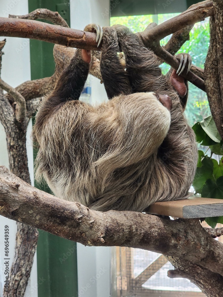 Fototapeta premium Natural material Terrestrial animal Wood Snout Tree Fur