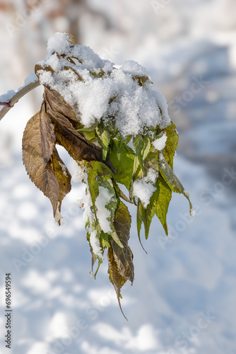 Schneebedeckte Blätter nach starkem Wintereinbruch
