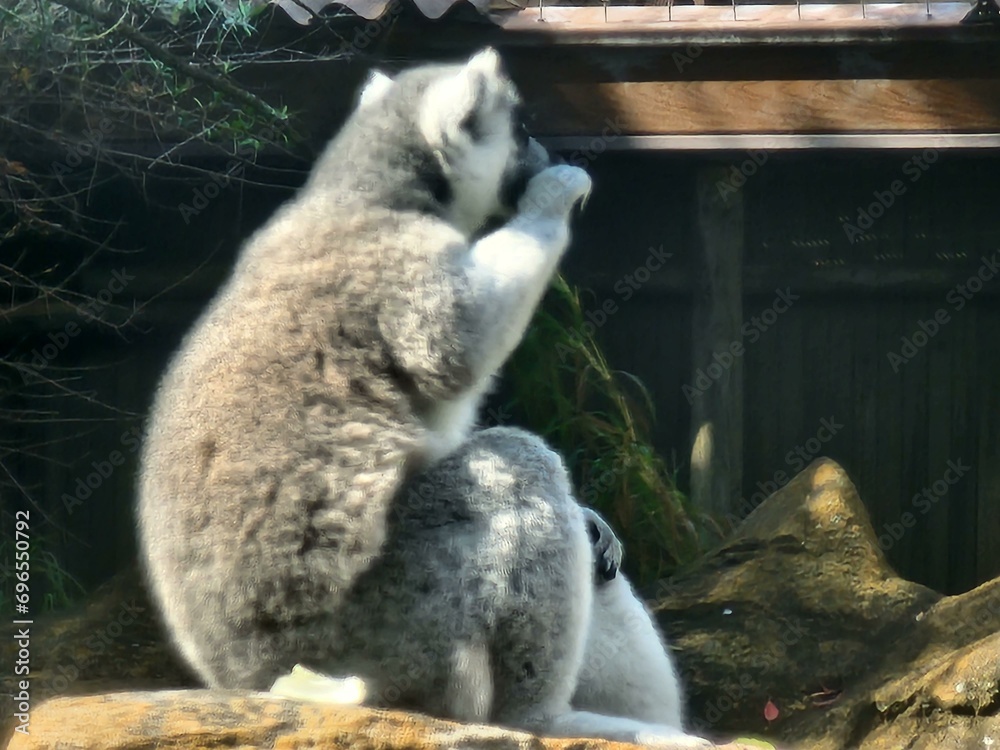 Fototapeta premium Terrestrial animal Primate Fur Tail Animal