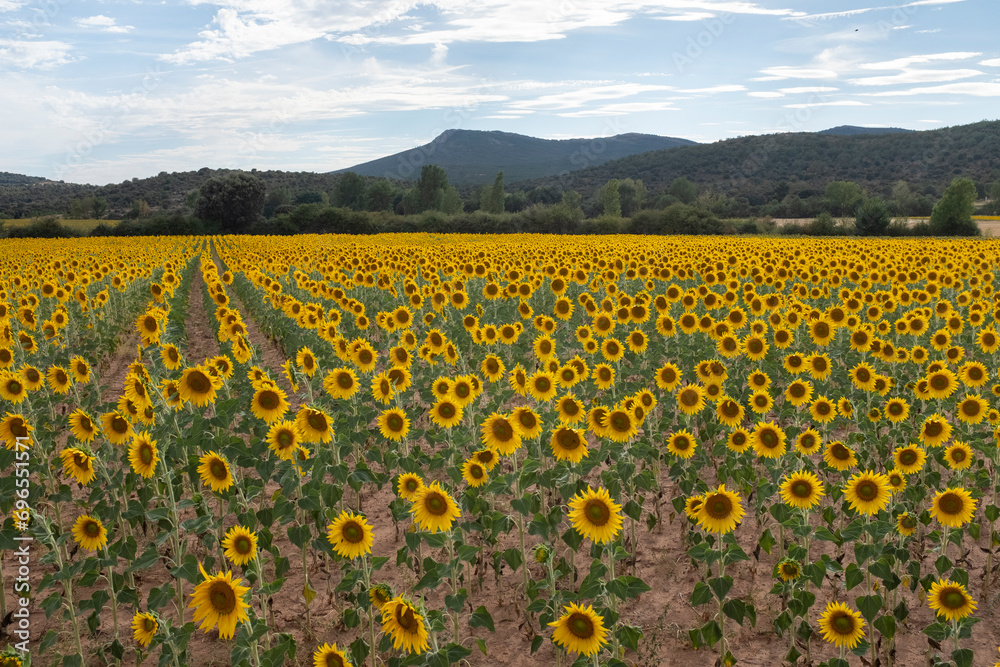 Sunflower field in summer