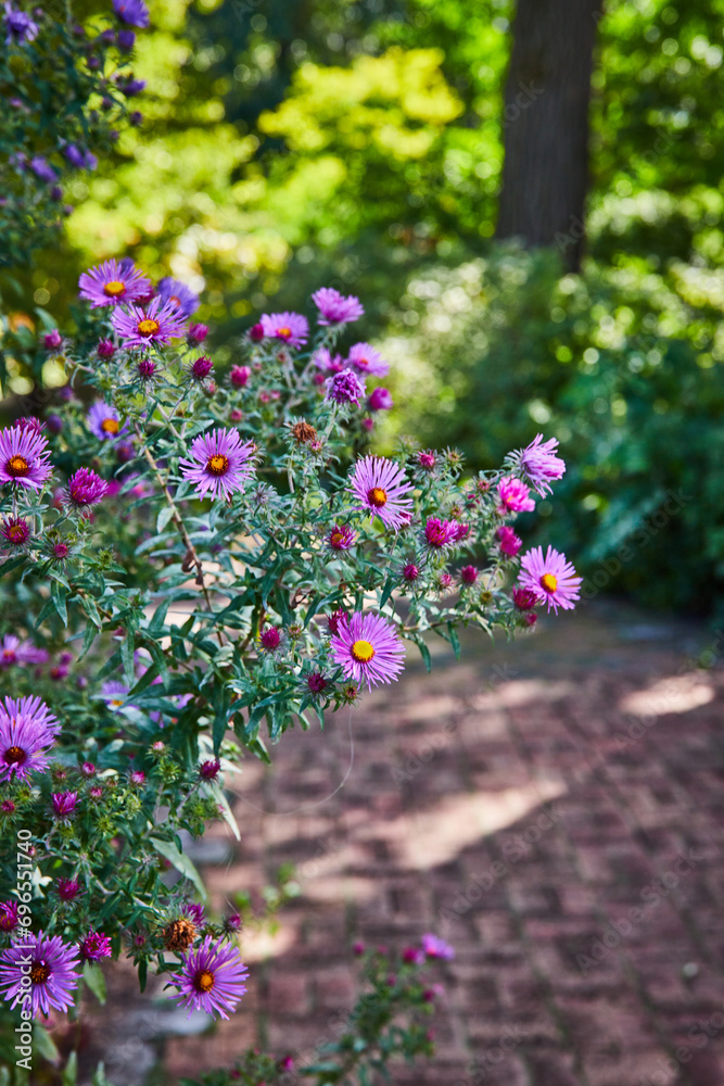 Vibrant Pink Asters with Soft Garden Backdrop