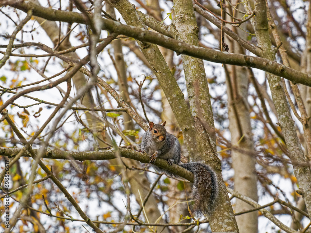 A grey squirrel, Sciurus carolinensis, perched in a tree with copy space, UK A grey squirrel, Sciurus carolinensis, perched in a tree with copy space, UK