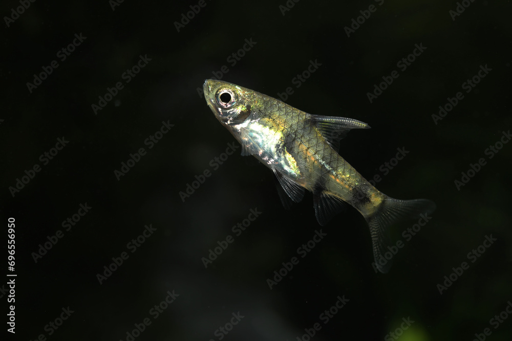 Golden Dwarf Barb (Pethia aurea) use to be mistaken called Pethia gelius Golden Dwarf Barb (Pethia aurea) use to be mistaken called Pethia gelius