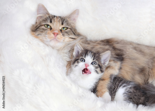 Mother cat and baby Cat on a white fury blanket . Mom Cat hugging her Kitten with love. Mother cat hugs little kitten. Pet care concept. Place for text.