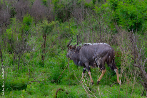 Pretty specimen of a nyala antelope in the bush of South Africa