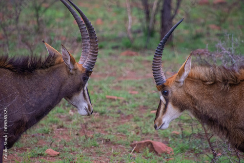 Pretty specimen of a black antelope (Sable) in the bush of South Africa