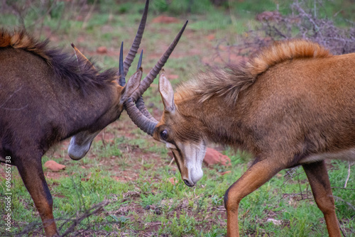 Pretty specimen of a black antelope (Sable) in the bush of South Africa
