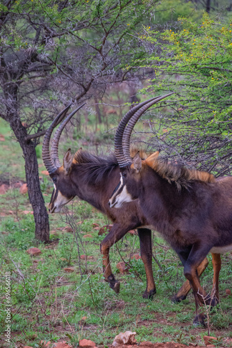 Pretty specimen of a black antelope (Sable) in the bush of South Africa
