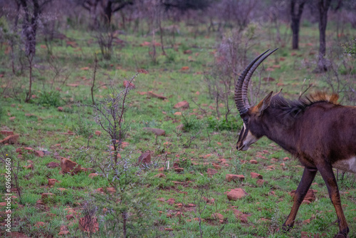 Pretty specimen of a black antelope (Sable) in the bush of South Africa