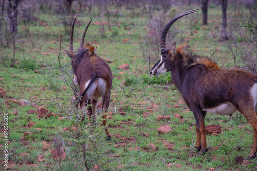 Pretty specimen of a black antelope (Sable) in the bush of South Africa