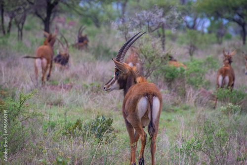 Pretty specimen of a black antelope (Sable) in the bush of South Africa
