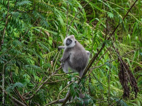 Ella, Sri Lanka: Ein südlicher Hanuman-Langur photo