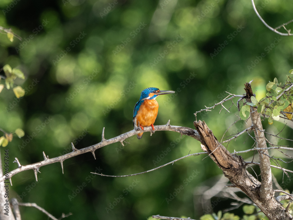 Udawalawa Nationalpark, Sri Lanka: Ein Eisvogel