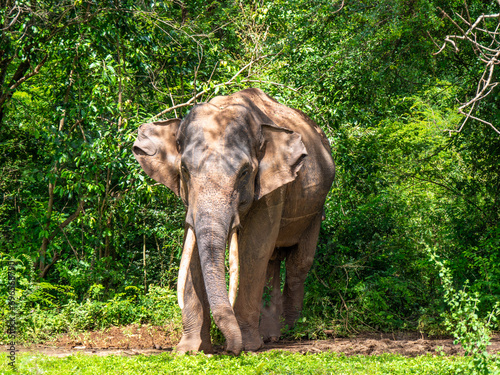 Udawalawa, Sri Lanka: Ein asiatischer Elefantenbulle photo