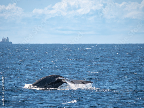 Mirissa, Sri Lanka: Die Fluke eines Blauwals © KK imaging