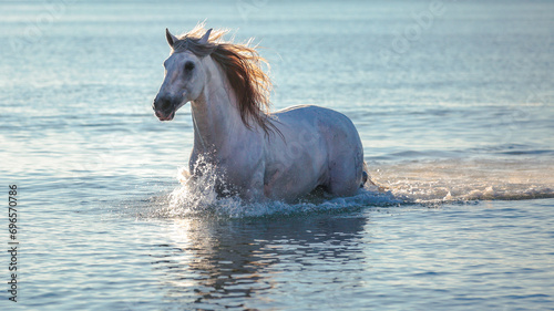 Horse on the sea