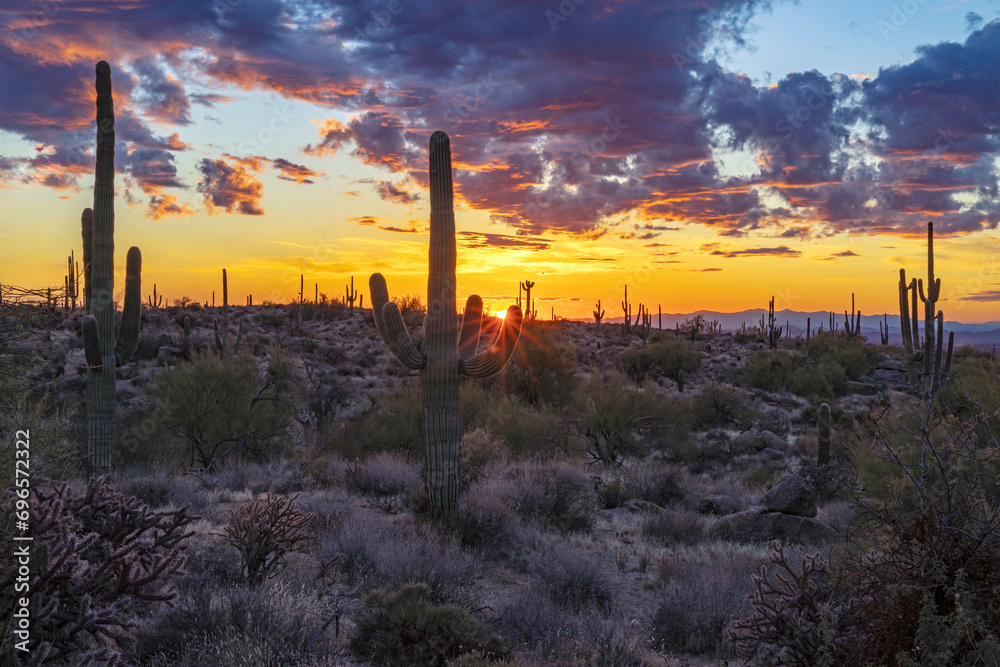 Two Saguaro Cactus At Sunset Time In Scottsdale AZ