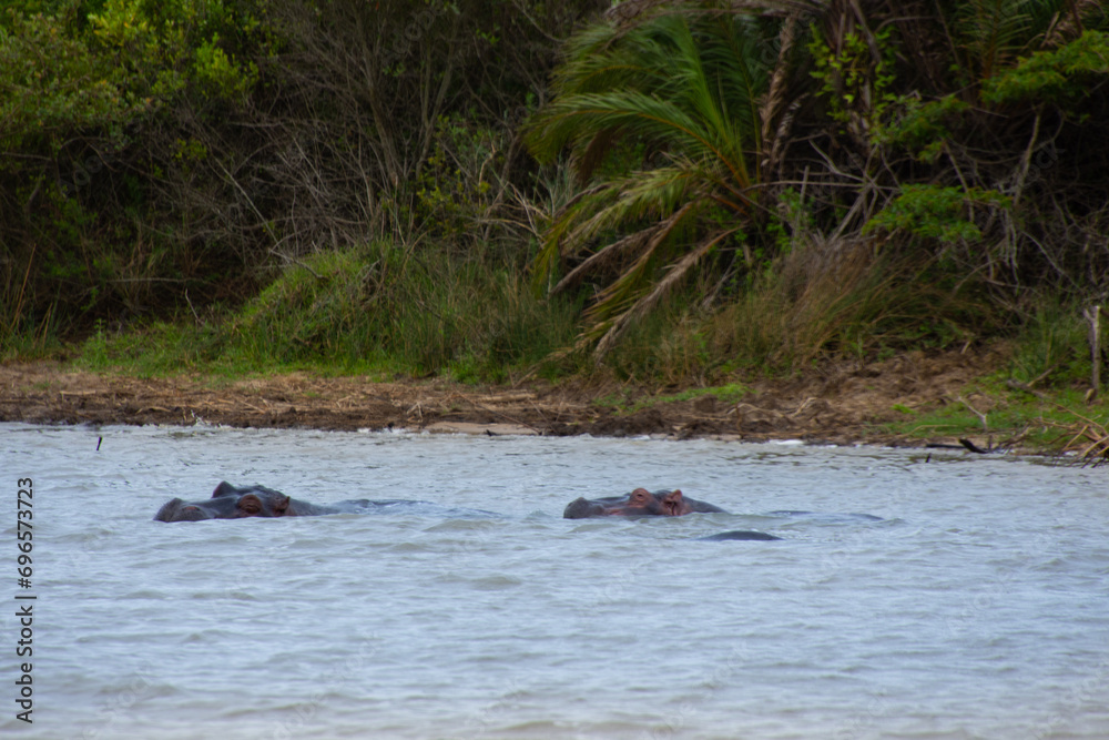 Fototapeta premium hippos bathing in a large wild river in South Africa