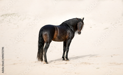 Stallion on the beach