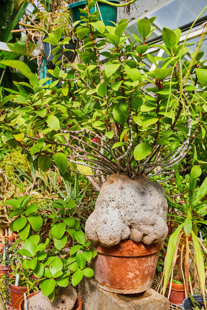 Whimsical Potted Plant Among Greenhouse Foliage - Eye-Level View
