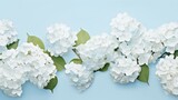  a group of white flowers with green leaves on a blue background with a place for the text on the left side of the image.