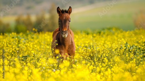 Horse beauty photo
