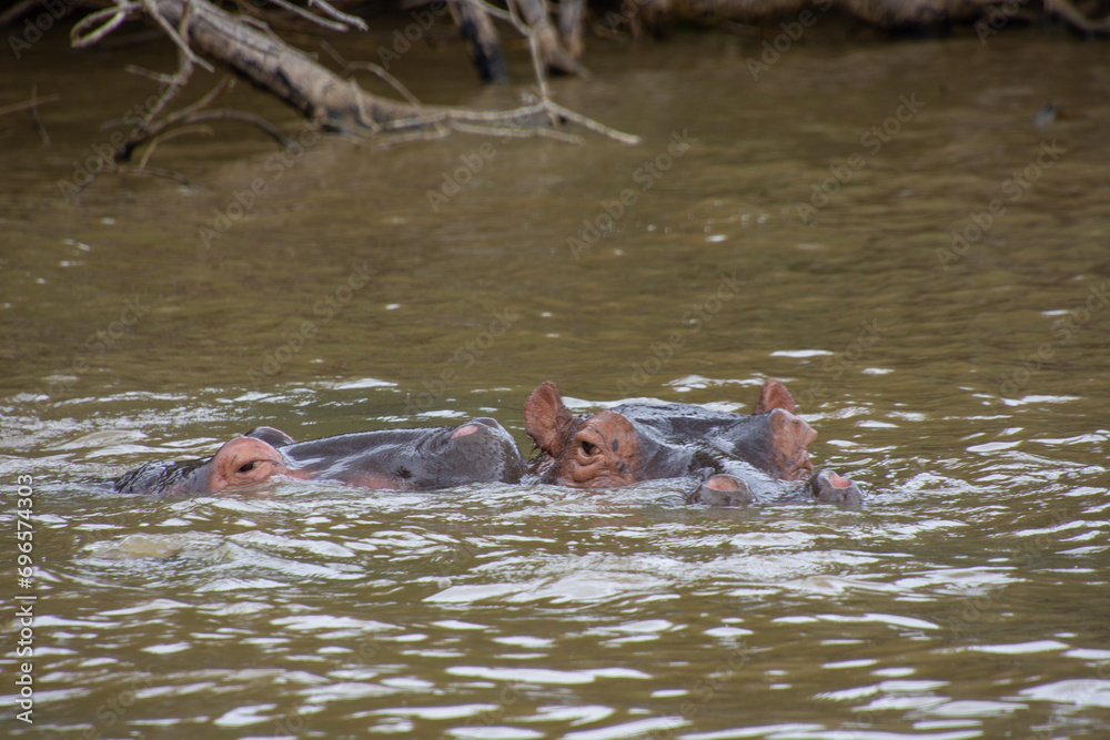 Obraz premium hippos bathing in a large wild river in South Africa