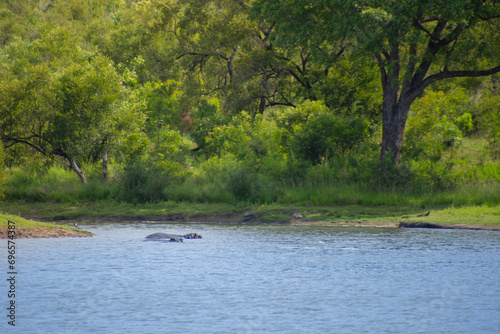 hippos bathing in a large wild river in South Africa © Gilles Rivest