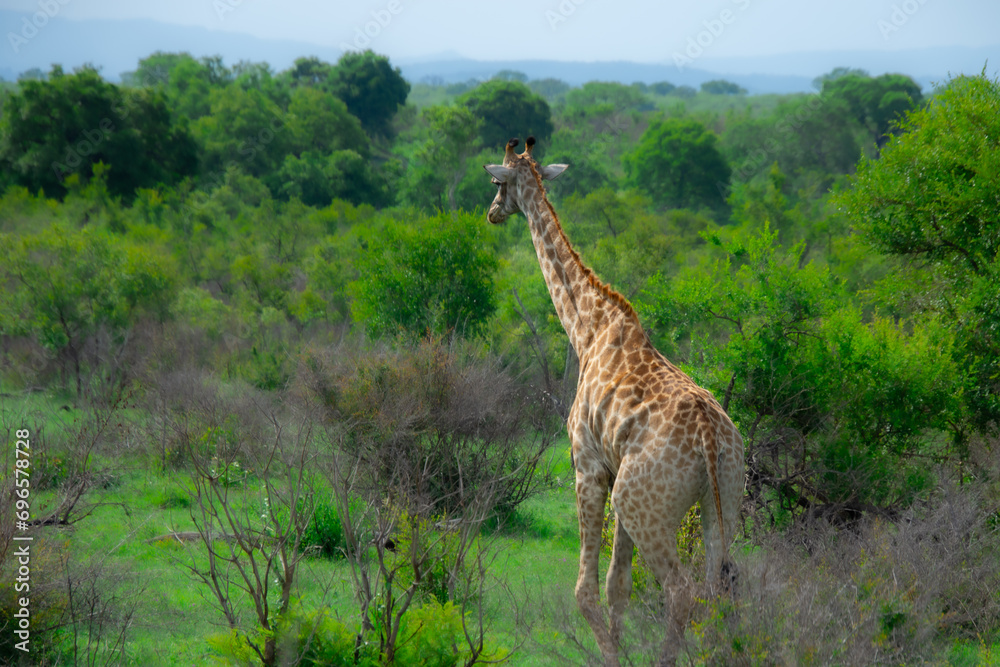 Obraz premium Pretty specimen of a wild giraffe in the nature of South Africa