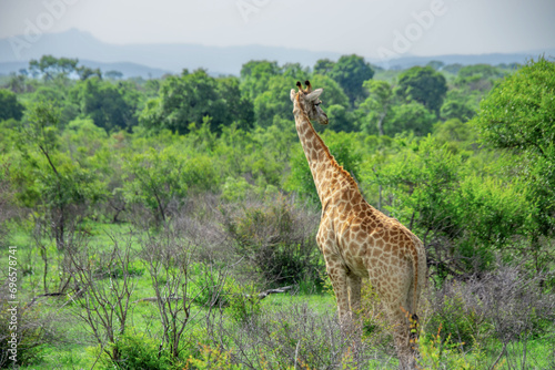 Pretty specimen of a wild giraffe  in the nature of South Africa