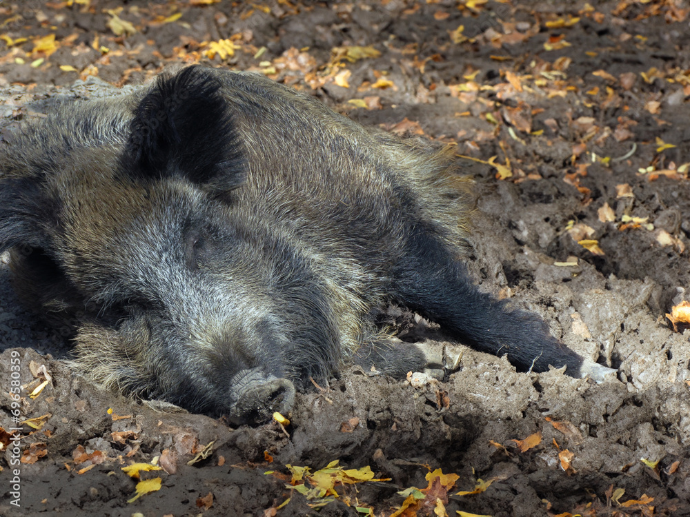 Schlafende Bache (Wildschwein)