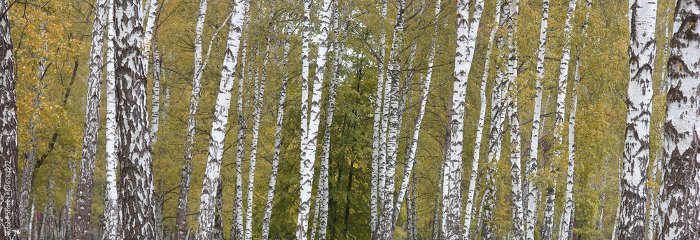 Beautiful birch trees in autumn Beautiful birch trees in autumn