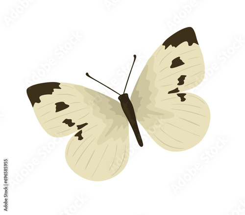 Cabbage butterfly flying also called Pieris brassicae family Pieridae. Large white moth with beautiful exotic wings, top view. Flat illustration beautiful insect isolated on white background. Vector photo