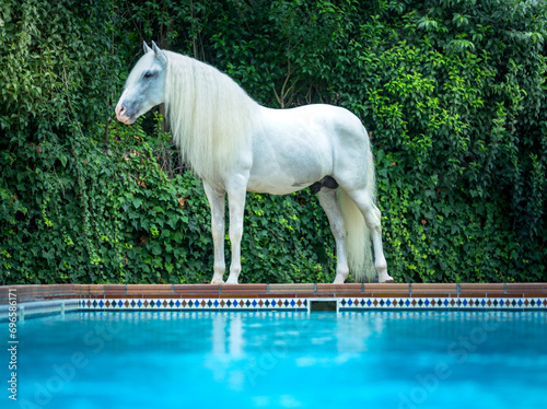 Horses in Andalusia