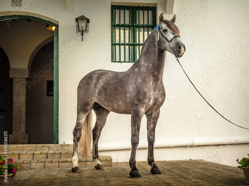 Horses in historic andalusia