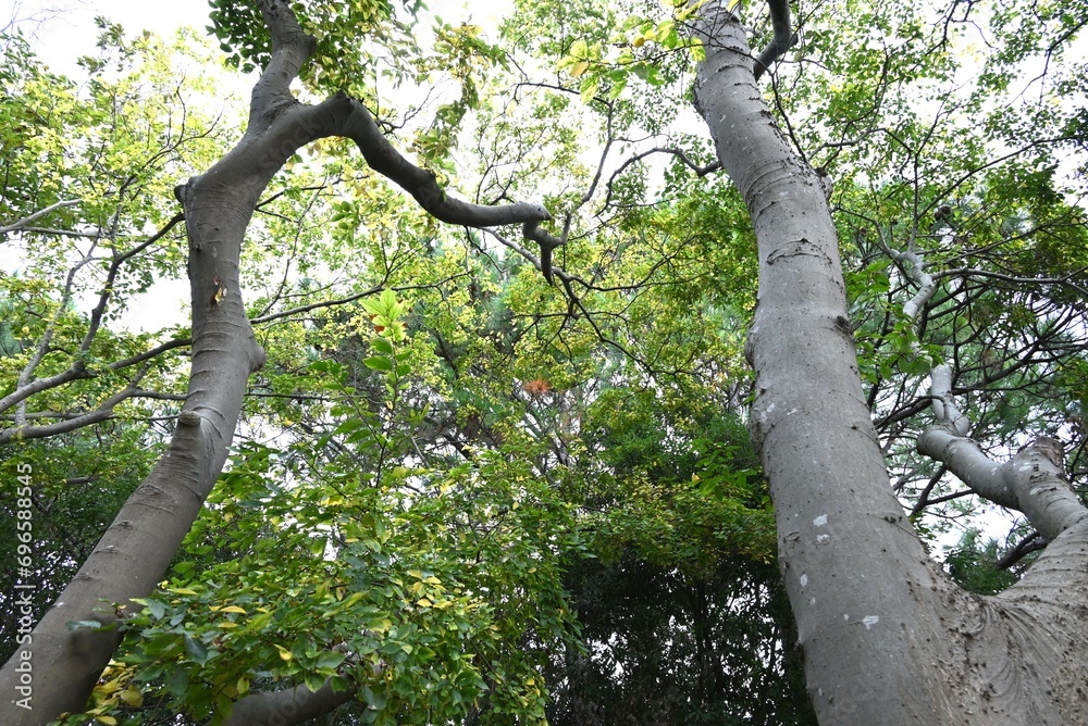 Fototapeta premium Chinese hackberry ( Celtis sinensis ) yellow leaves. Cannabaceae deciduous tree. Seasonal background material. 