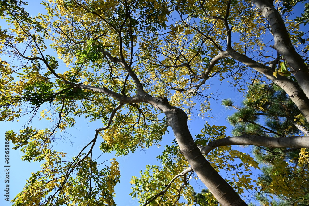 Chinese hackberry ( Celtis sinensis ) yellow leaves.
Cannabaceae deciduous tree. Seasonal background material.
