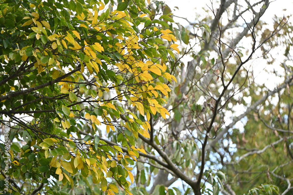 Chinese hackberry ( Celtis sinensis ) yellow leaves.
Cannabaceae deciduous tree. Seasonal background material.
Chinese hackberry ( Celtis sinensis ) yellow leaves.
Cannabaceae deciduous tree. Seasonal background material.