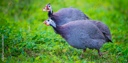 guinea fowl - Numida meleagris f. domestica photo