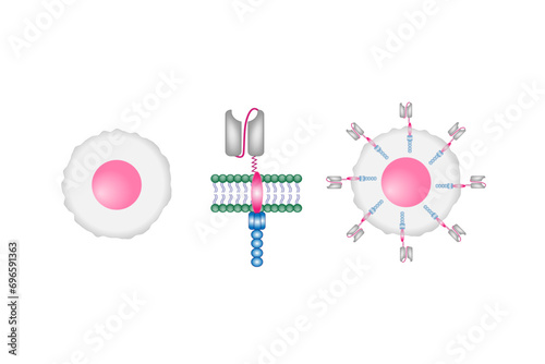 T-cell and Chimeric antigen receptor T cell ,CAR T cell, for use in immunotherapy. chemotherapy. vector illustration.	