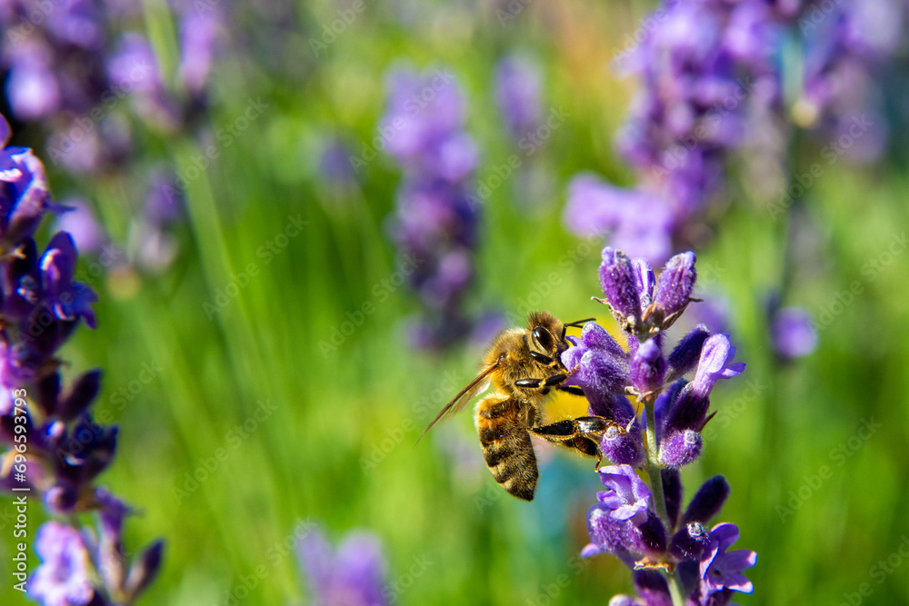 Bee Harvesting Nectar from Purple Lavender Flowers in Flight Bee Harvesting Nectar from Purple Lavender Flowers in Flight