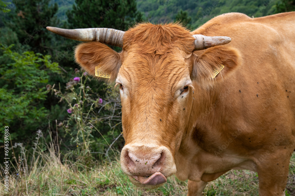 Brown cow with horns and marking licking itself in the pasture Brown cow with horns and marking licking itself in the pasture