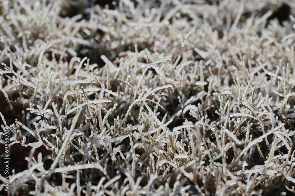 Cold winter weather background with frost on grass closeup.