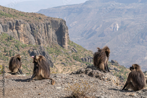 Photography Gelada baboon family on a cliff edge, Simien mountains, Ethiopia