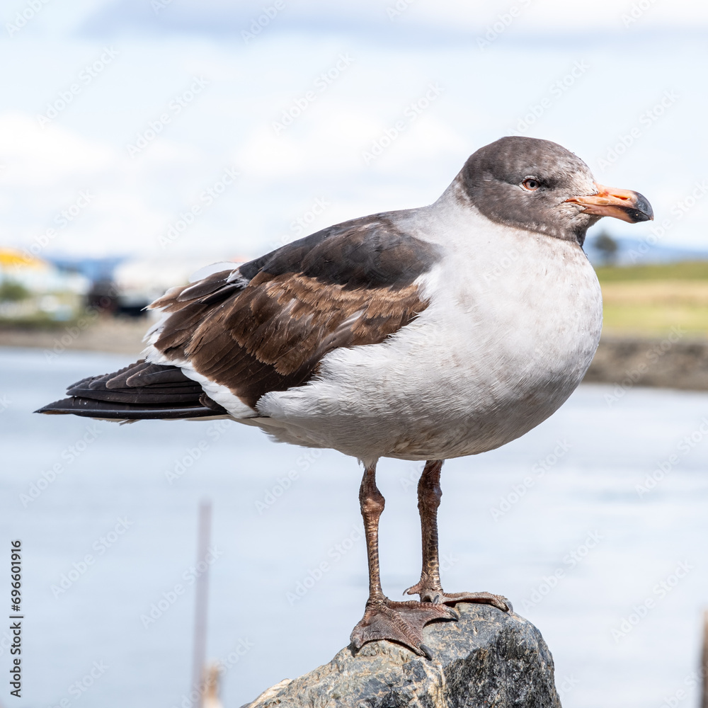 Close up of Dolphin Gull in Ushuaia Harbour, Tierra del Fuego, Patagonia, Argentina - obrazy, fototapety, plakaty 